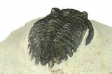 Bargain, Hollardops Trilobite Fossil - Ofaten, Morocco #287473-4